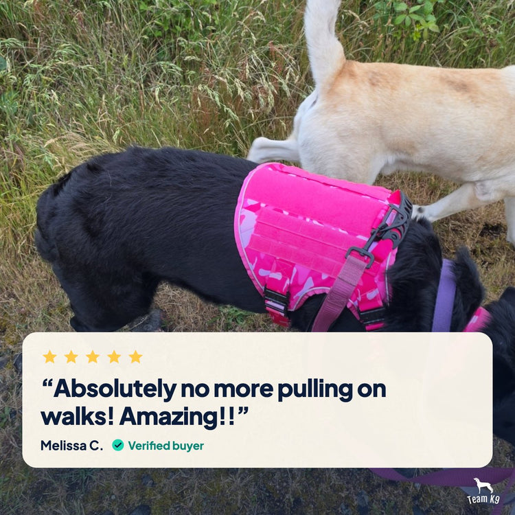 Card: five-star review from Melissa C.: Absolutely no more pulling on walks! Amazing!!