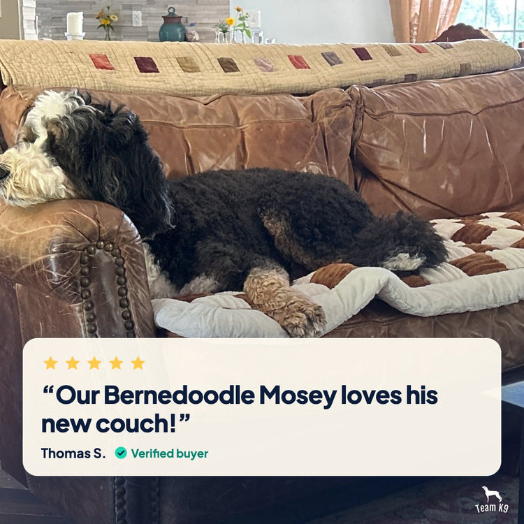 Customer photo from Thomas S. of Mosey the Bernedoodle on a Brown Team K9 couch cover: “Our Bernedoodle Mosey loves his new couch!” Verified buyer.