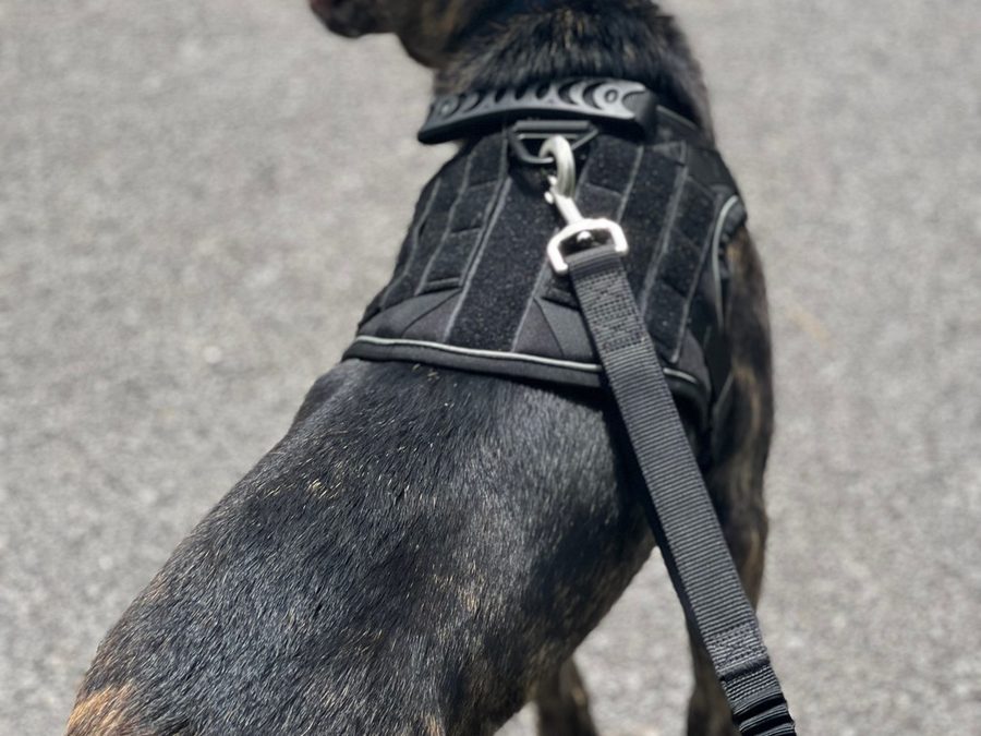 Clip the leash and go.