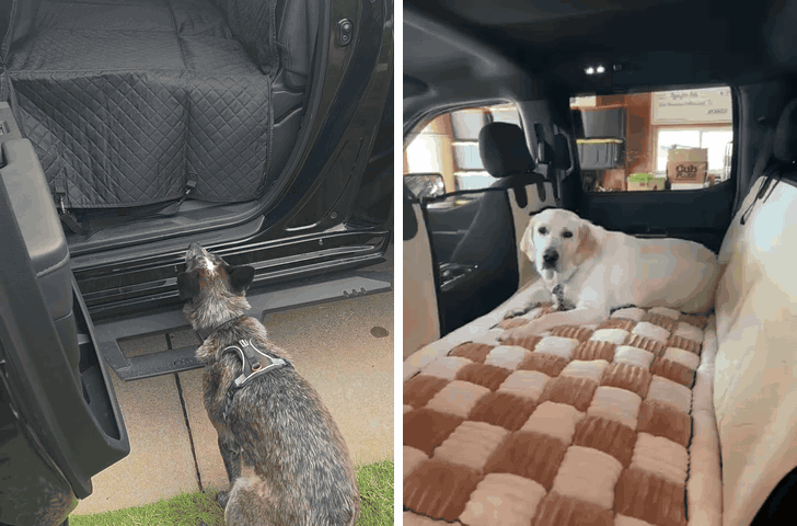 Two dogs settling into backseats in synchronized side-by-side clips