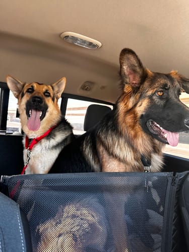 Two German Shepherds riding together in the back seat