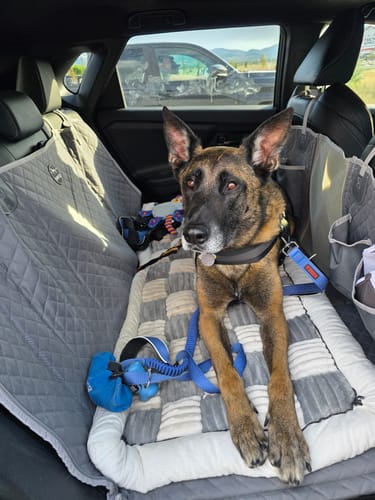 German Shepherd resting on a Team K9 back seat cover with a safety belt attached
