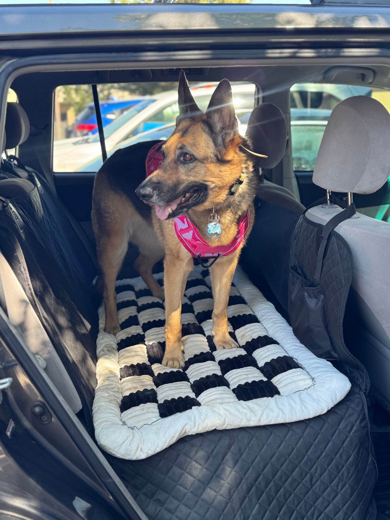 German Shepherd standing comfortably on a back seat extender