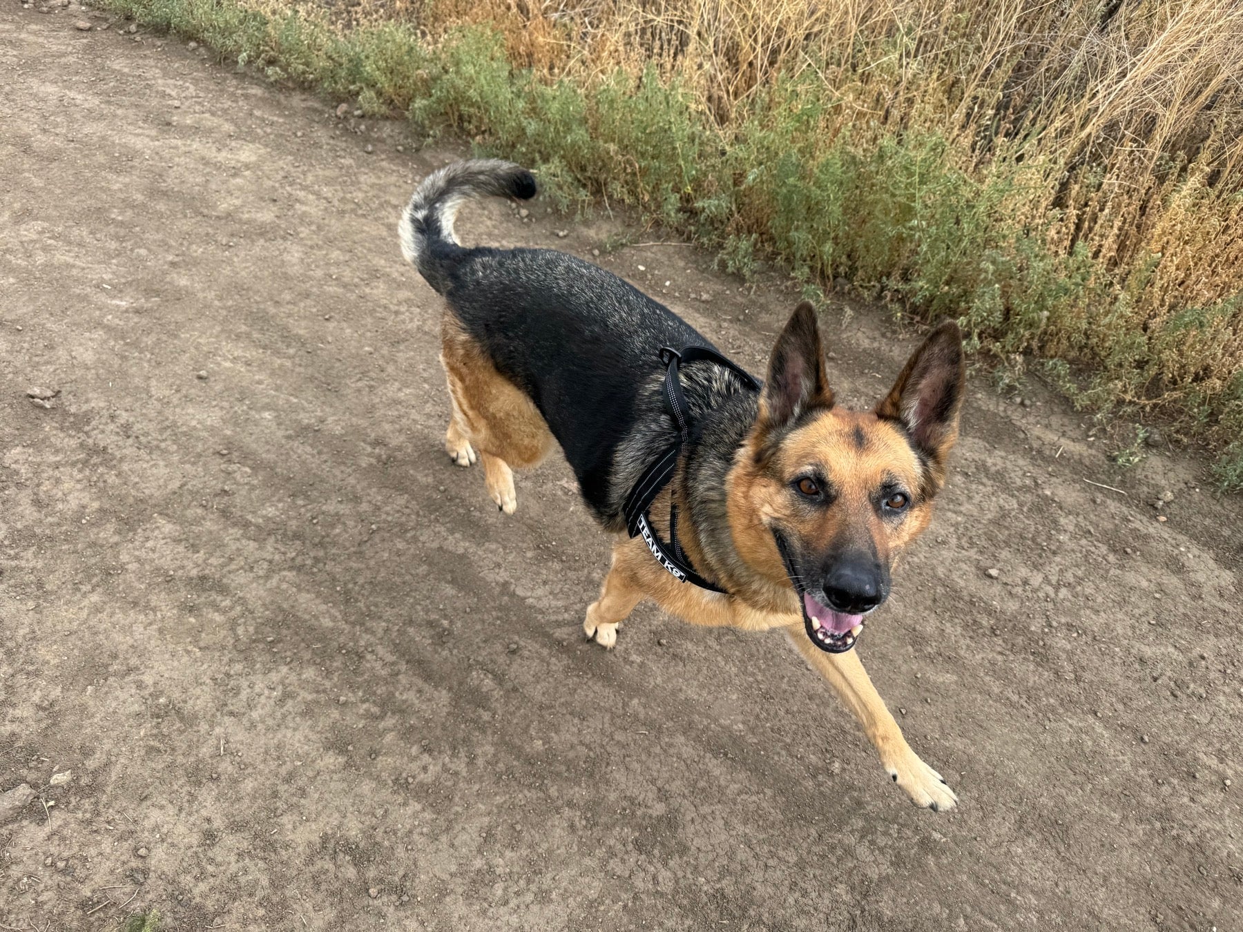 German Shepherd enjoying time on an outdoor trail