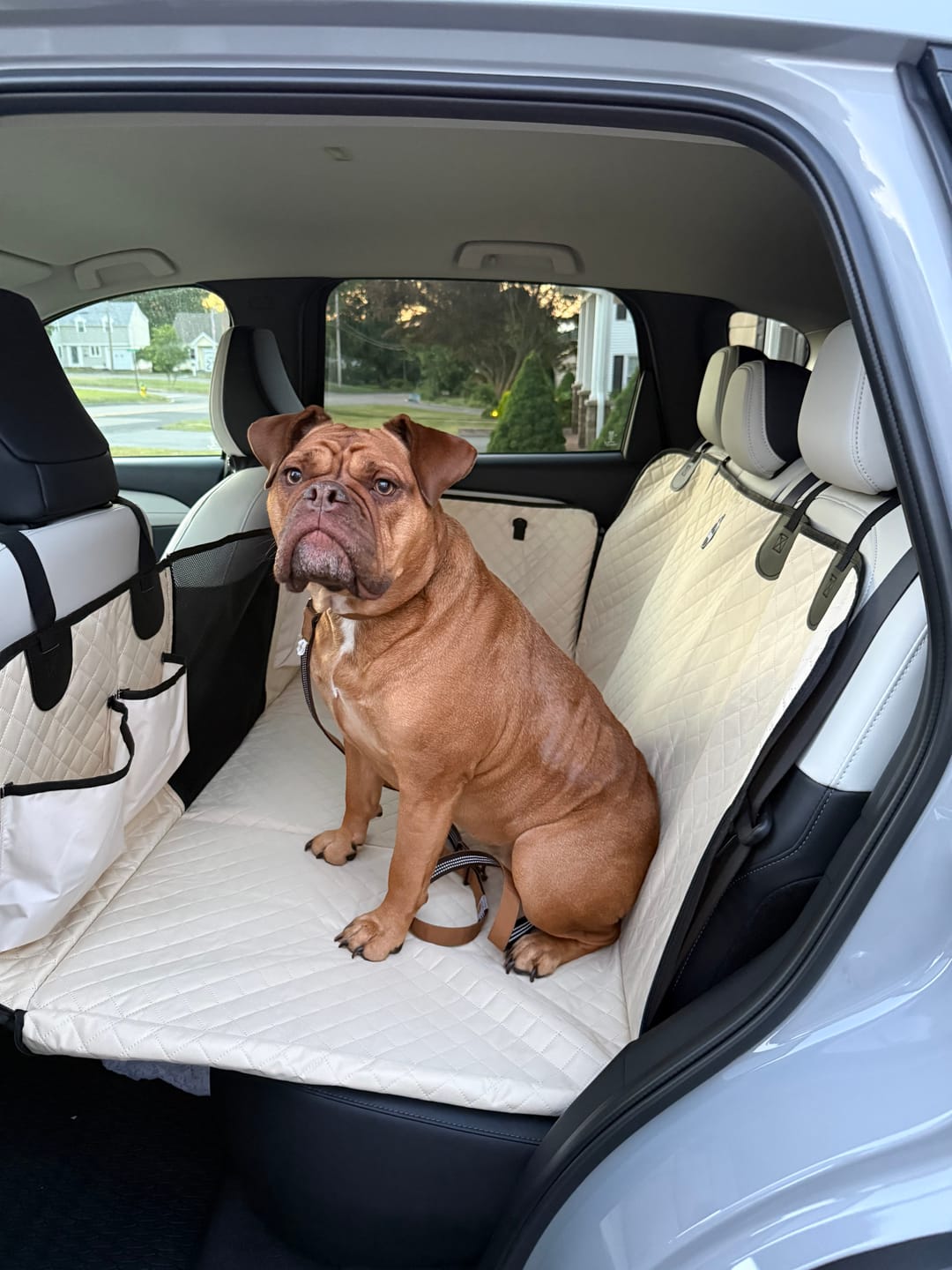 Customer bulldog riding on a Team K9 back seat extender