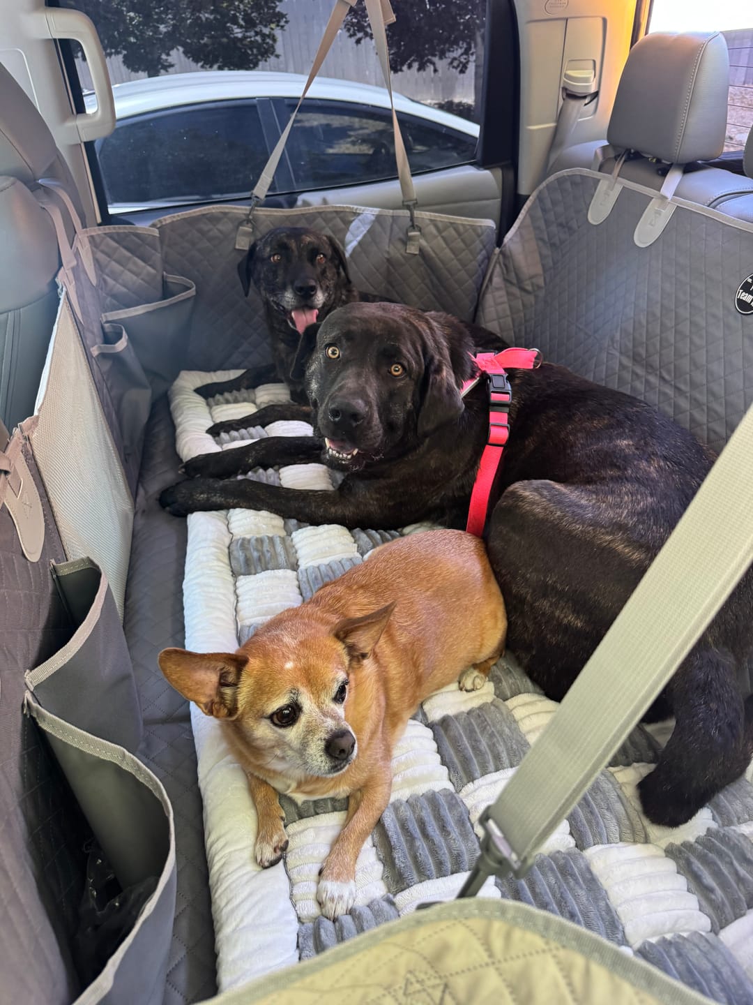 Three customer dogs relaxing together on a Team K9 back seat extender