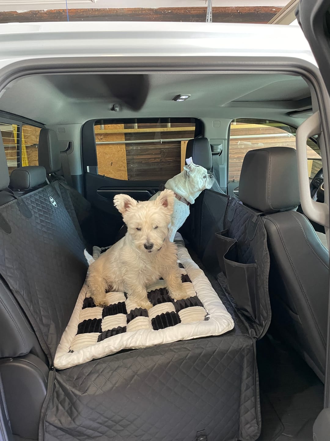 Two customer dogs riding on a Team K9 back seat extender