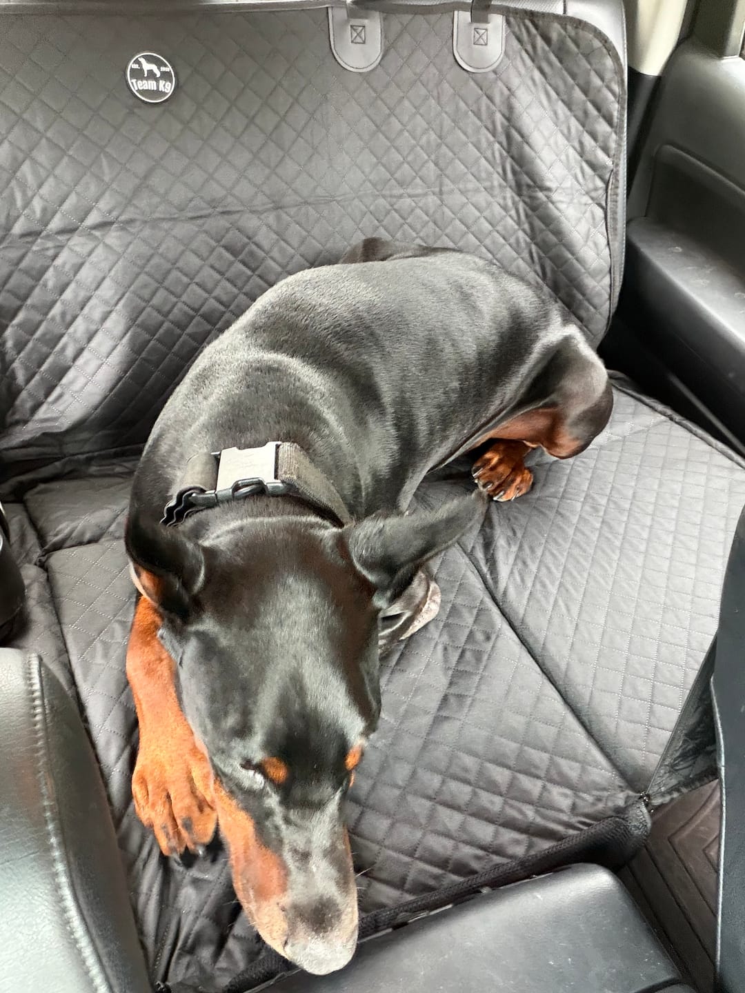 Customer Doberman resting on a Team K9 back seat extender