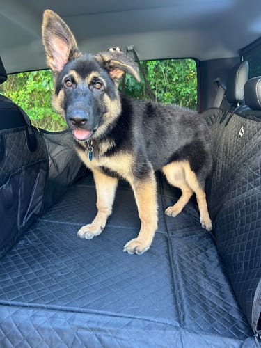 Customer German Shepherd puppy standing on a Team K9 back seat cover