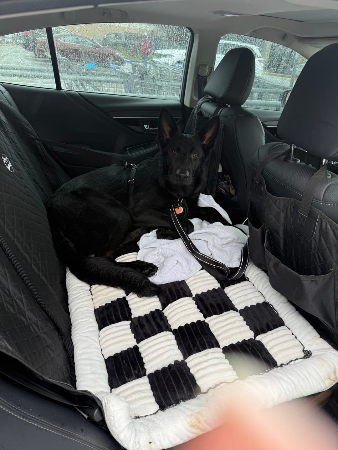 Customer black shepherd relaxing on a Team K9 back seat extender
