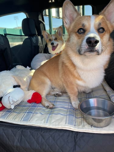Two customer Corgis riding together on a Team K9 back seat cover