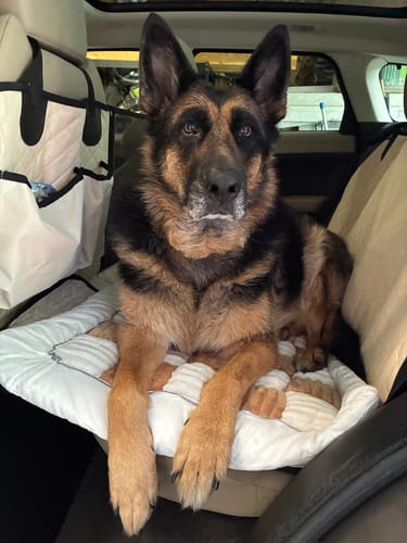 Customer German Shepherd resting on a Team K9 back seat cover