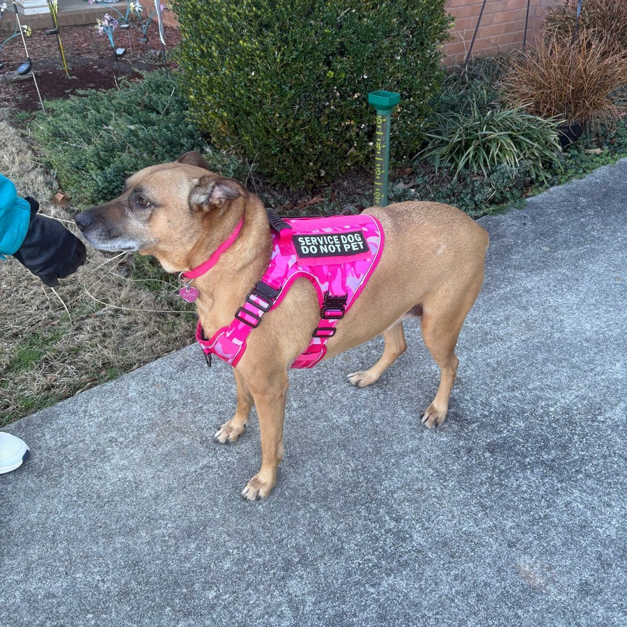 Customer photo from Lynette B.: Jade in a Pink Camo Team K9 harness with a SERVICE DOG DO NOT PET patch