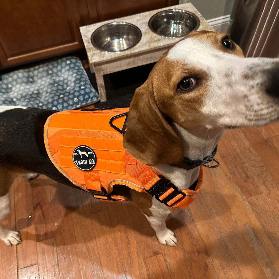 Customer photo from Jennifer S.: her rescue beagle in a Blaze Orange Team K9 harness