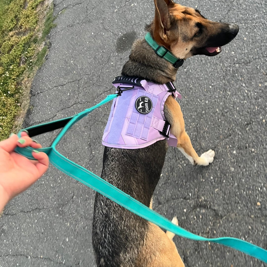 Customer photo from Kelsey D.: Dakota on a walk in a Lavender Team K9 harness