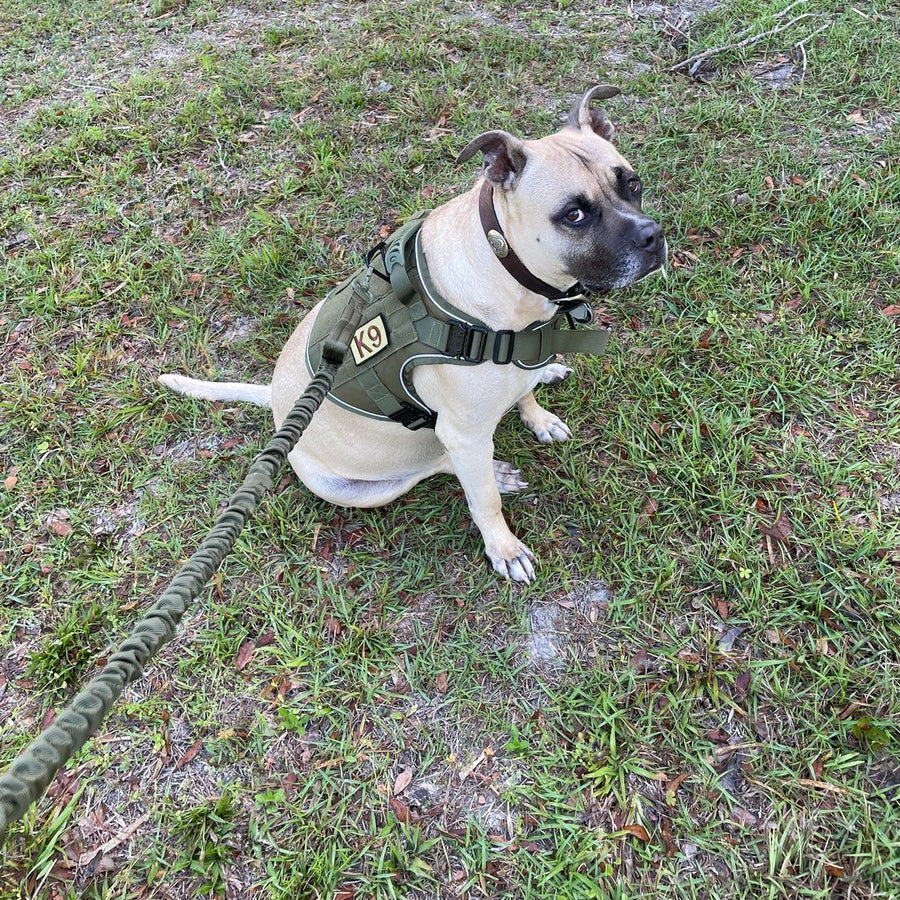 Customer photo from Monte L.: his staffy sitting in an Olive Drab Green Team K9 harness with a bungee leash
