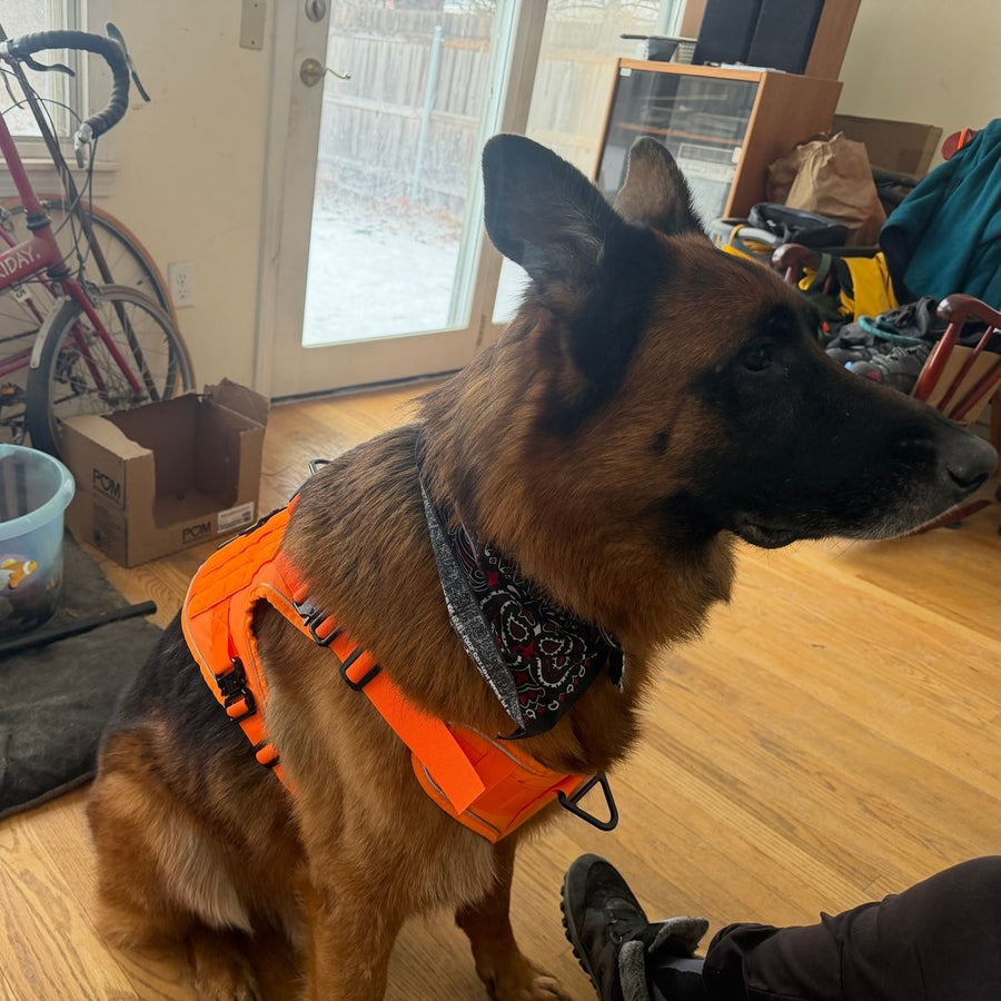 Customer photo from John R.: Gator, a German Shepherd, in a Blaze Orange Team K9 harness