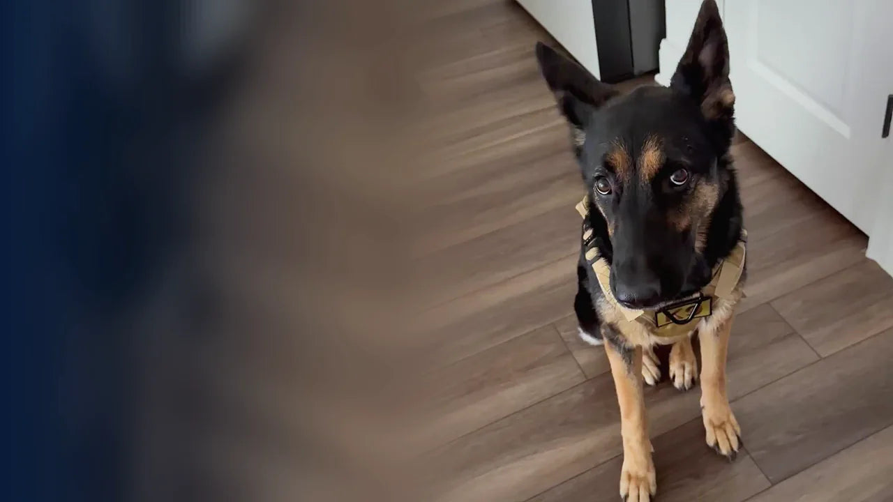 Customer videos and photos from verified buyers: Christian H. (Tactical no-pull harness); Zach D. (Tactical no-pull harness); Gary C. (Tactical no-pull harness); Deanna B. (Hard bottom seat cover); Pamela K. (Hard bottom seat cover); Linda B. (2-in-1 couch cover & dog bed); Thomas S. (2-in-1 couch cover & dog bed)