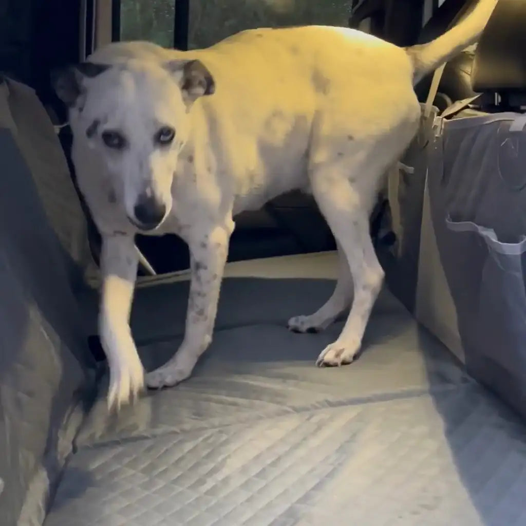 Customer video from Deanna B.: a dog standing on a gray Team K9 hard bottom seat cover in the back of a Jeep