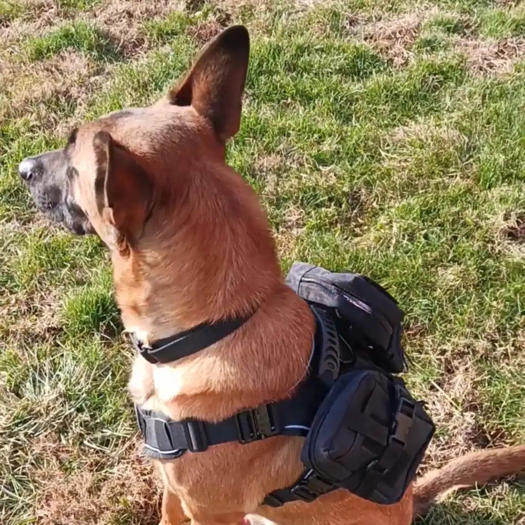 Customer video from Gary C.: a dog sitting in the grass in a black Team K9 tactical harness with Molle packs
