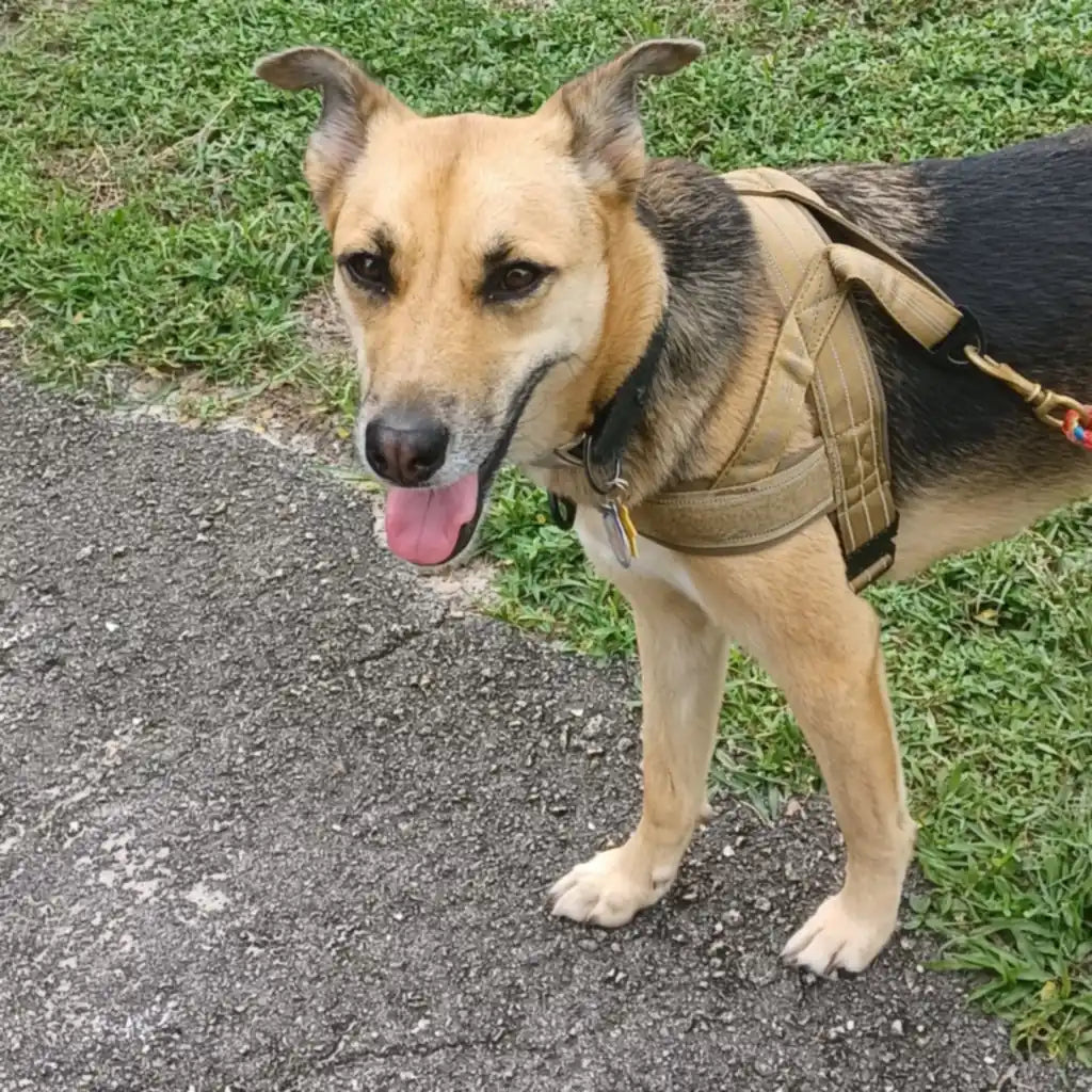 Customer photo from Elyce L.: Maddie in a Desert Brown Team K9 lightweight harness