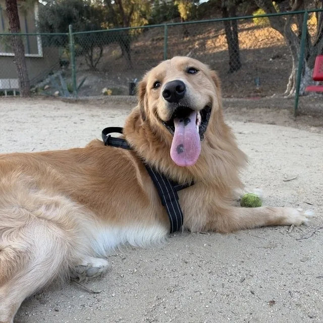 Buddy, a golden retriever, in an ordinary phone photo