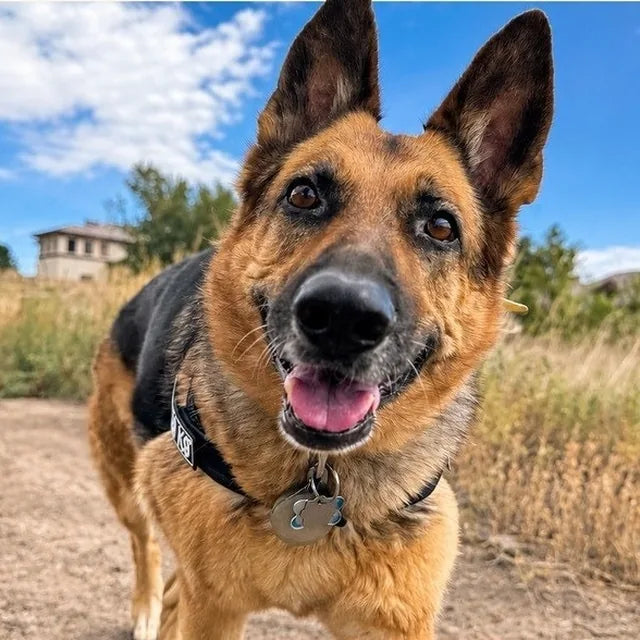 Siggi, a German shepherd, in an ordinary phone photo