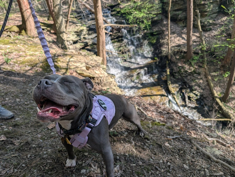 Tillie, a gray Staffy mix, smiling on a wooded trail in a lavender Team K9 harness with a bungee leash clipped on