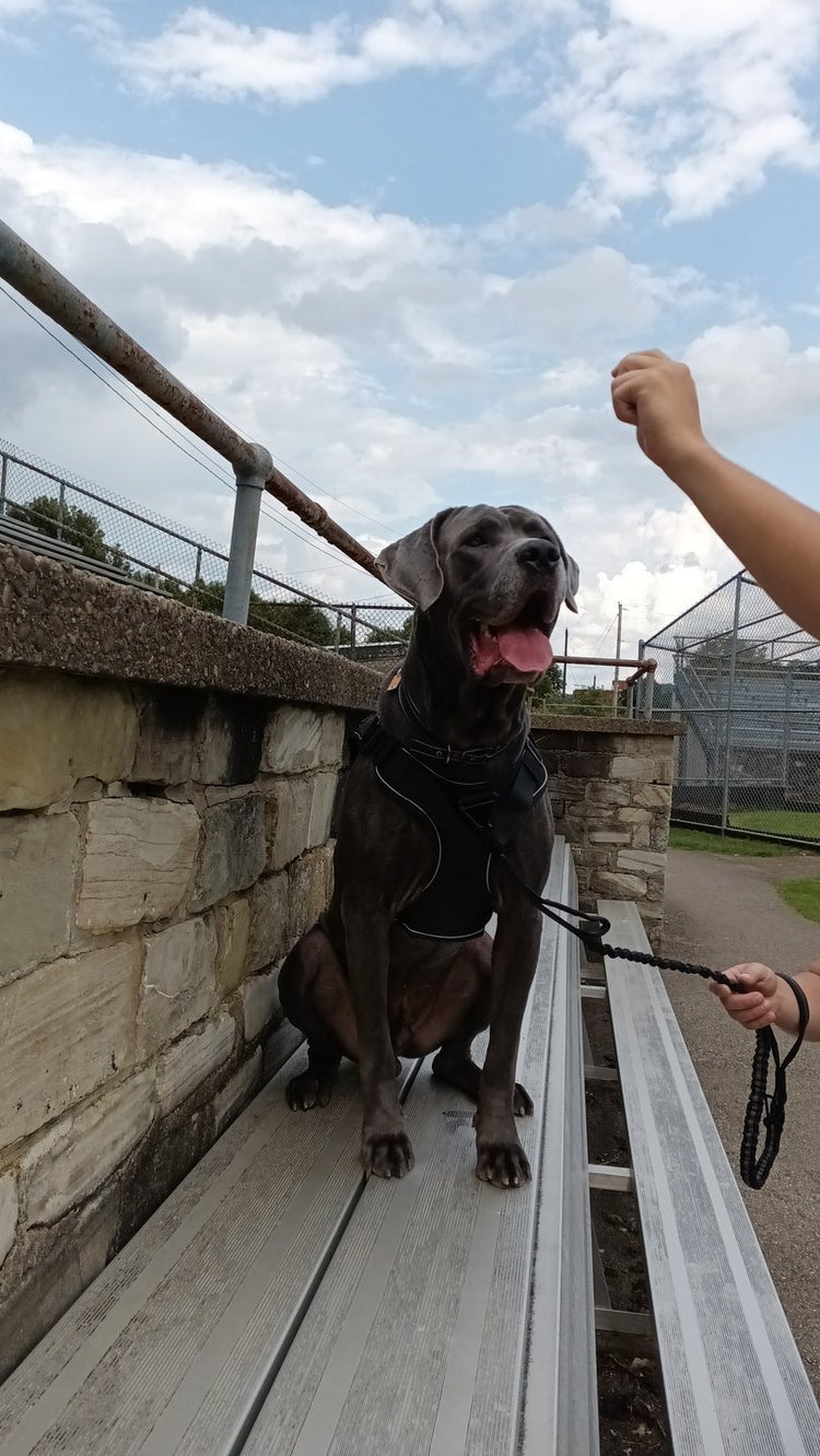 A gray Cane Corso sitting on bleachers in a K9 Black Team K9 Tactical harness, on a leash