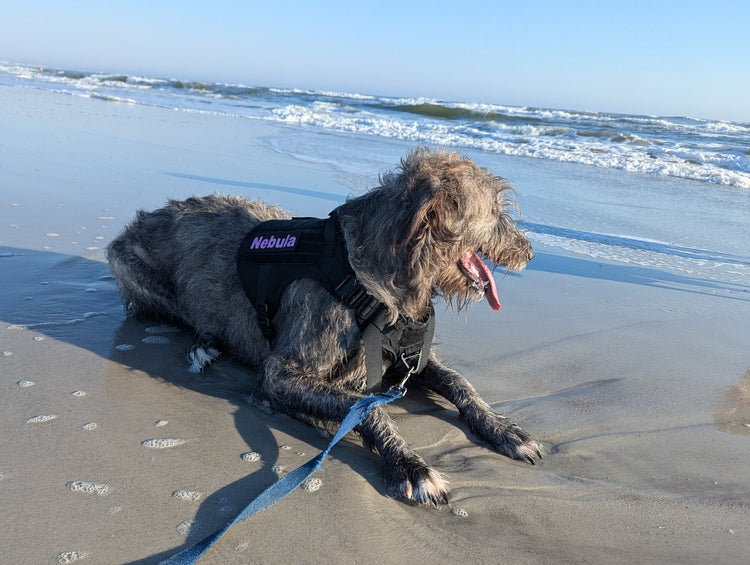 Nebula, a gray Irish Wolfhound, lying on a beach in a K9 Black Team K9 Tactical harness with a name patch, on a blue leash