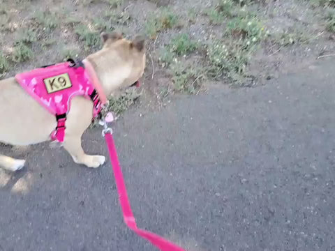 Molly walking on a loose leash in a pink camo Team K9 harness