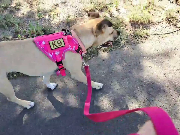 Molly trotting on a slack pink leash in a pink Team K9 harness