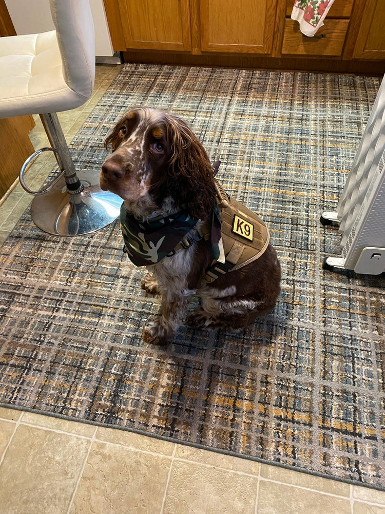 Rusty, a brown and white spaniel, sitting on a kitchen rug in a tan Team K9 harness and a camo bandana