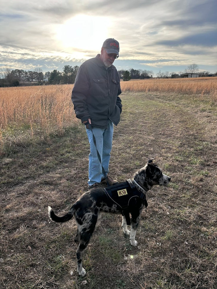 A merle Australian Cattle Dog mix in a black Team K9 harness standing beside his owner in a field