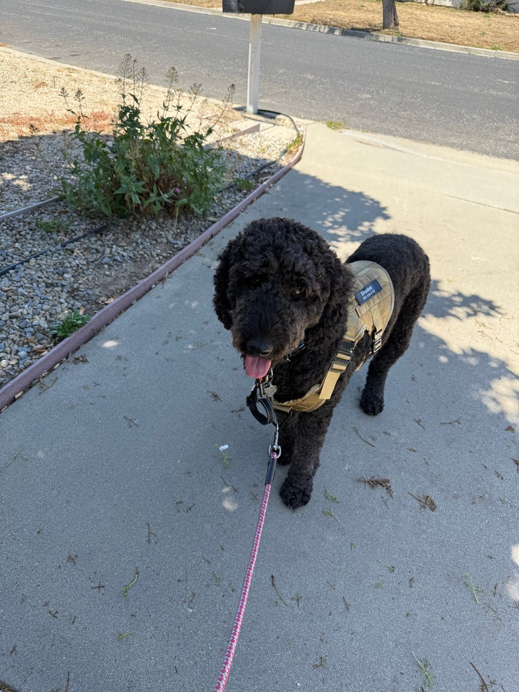 A black curly-coated dog in a tan Team K9 harness on a sidewalk, leash clipped to the front ring