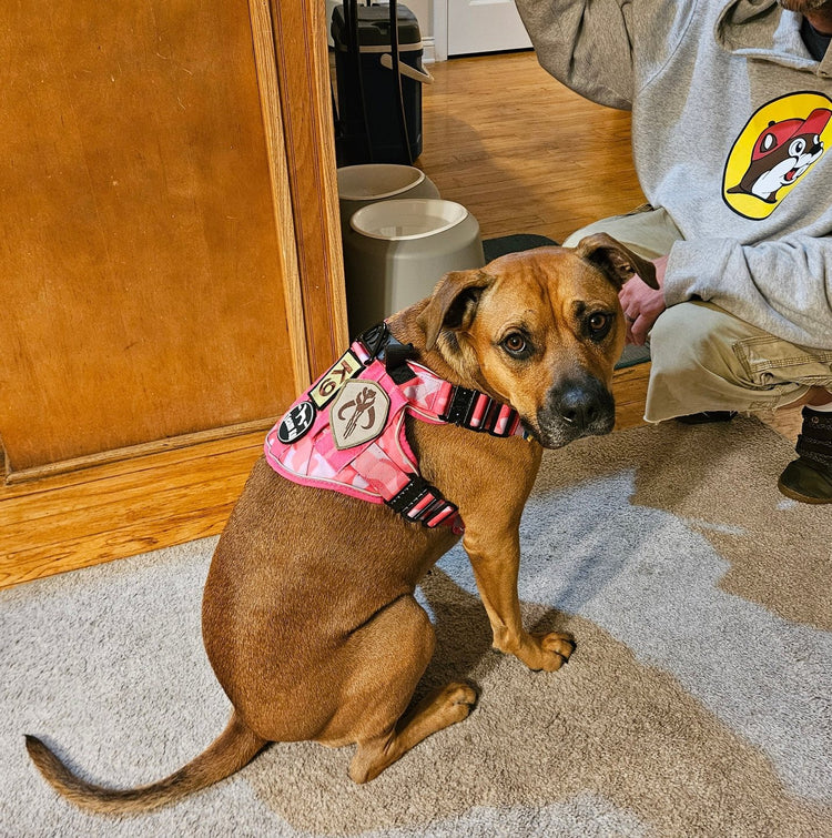 Nugget sitting in a small Pink Camo Team K9 harness