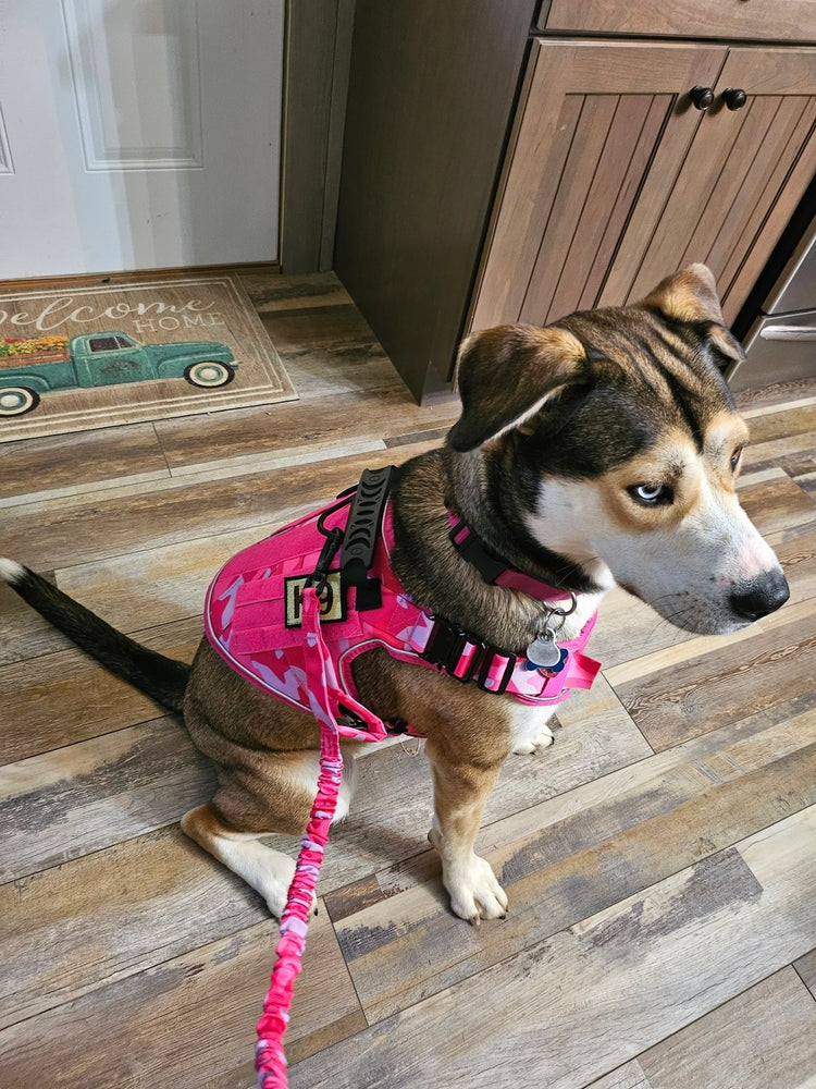 Mary H.'s dog sitting in a Pink Camo Team K9 harness on the matching bungee leash