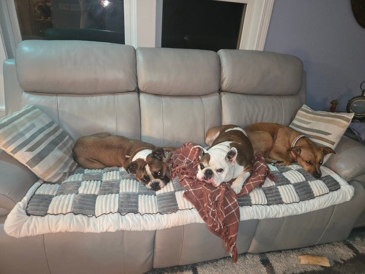 Three dogs lying together on a gray and white Team K9 couch cover on a light leather sofa
