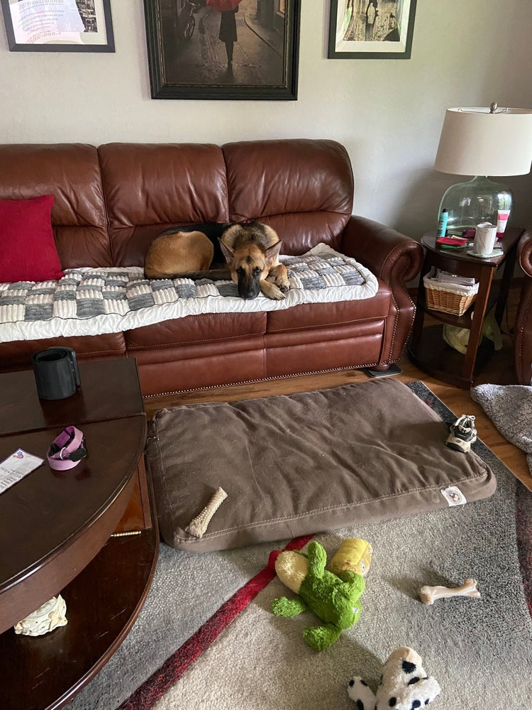 A German Shepherd lying on a gray and white Team K9 couch cover on a brown leather sofa, with his empty dog bed on the floor in front