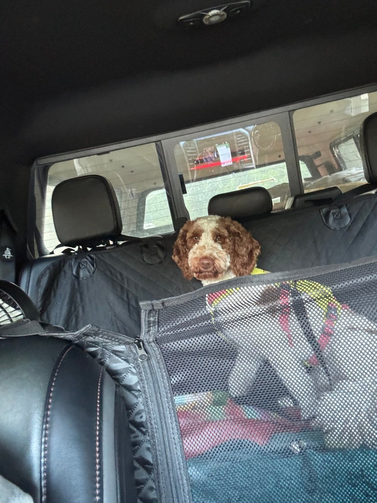 Tucker, a brown and white spaniel, sitting behind the mesh window of a Team K9 seat cover in an SUV