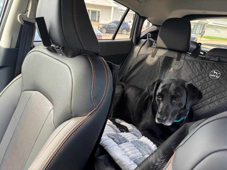 A black Lab lying on a plush gray bed on a black Team K9 seat cover in the back seat of a car