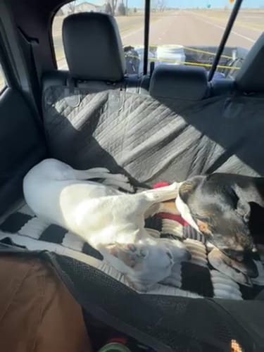 Two dogs lying stretched out on a blanket over a Team K9 seat cover in the back of a truck on a highway