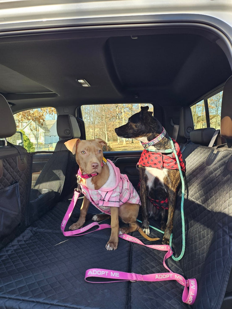 Two dogs in sweaters sitting on a black Team K9 hard bottom seat cover in a GMC 2500 crew cab