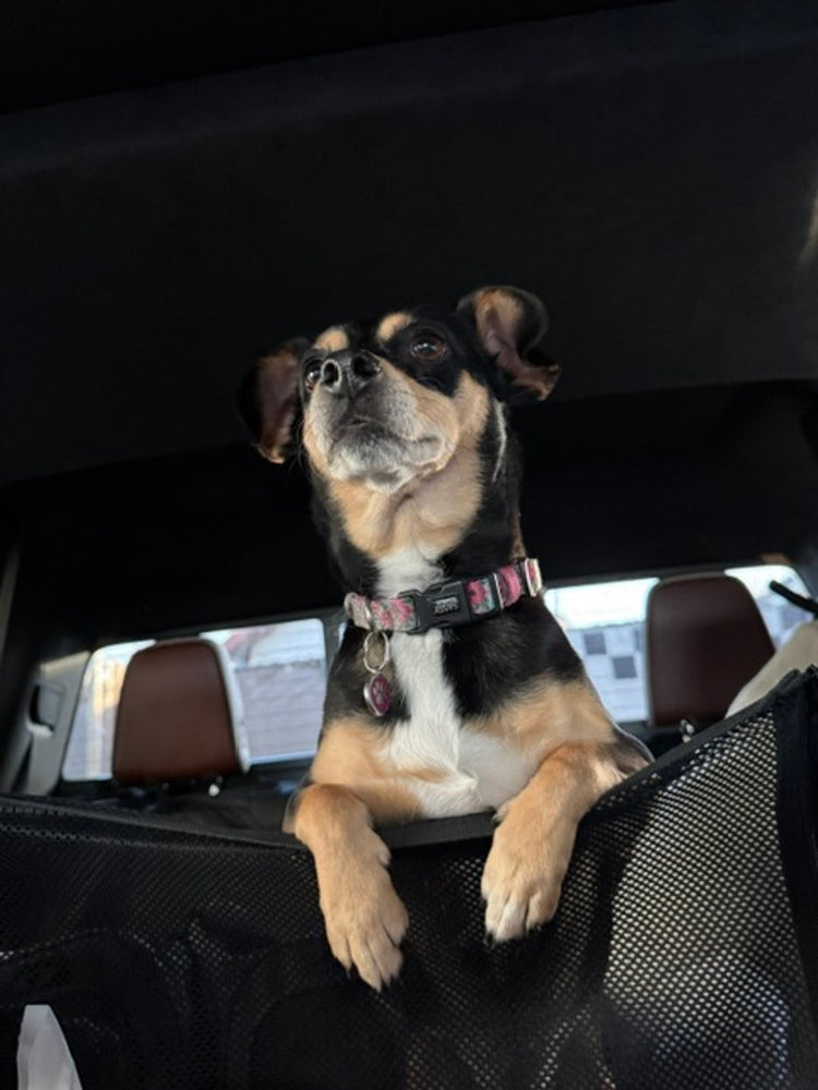 Mia, a Chiweenie, standing with her front paws on the zipped mesh window of the Team K9 seat cover