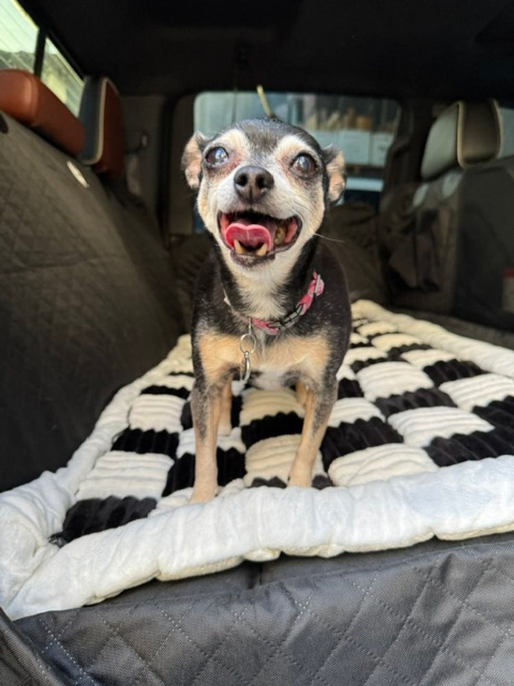 Minnie, a Chihuahua, standing on the plush bed on the Team K9 seat cover with a big open-mouth grin