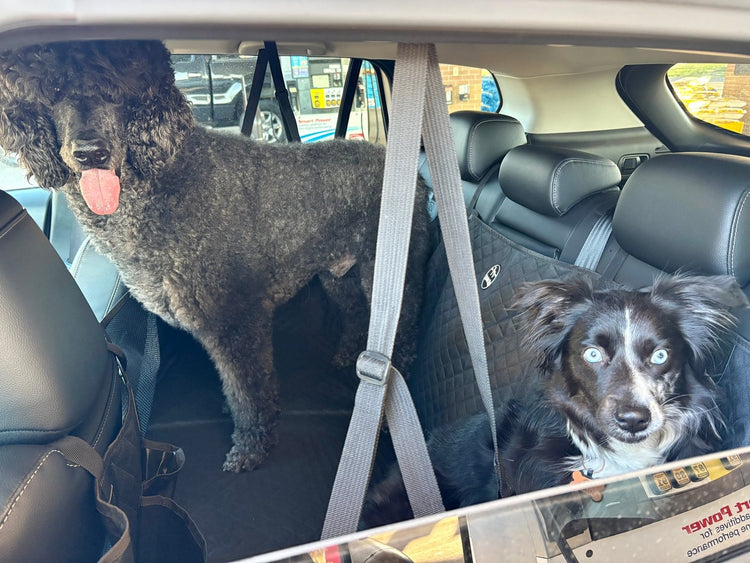 A standard poodle and a mini American shepherd on a black Team K9 seat cover in a Mazda CX-50
