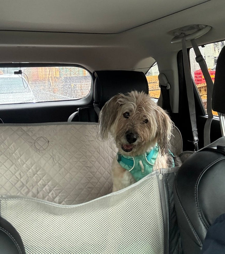 A shaggy senior dog in a teal harness sitting up on a beige Team K9 hard bottom seat cover in the back of a car
