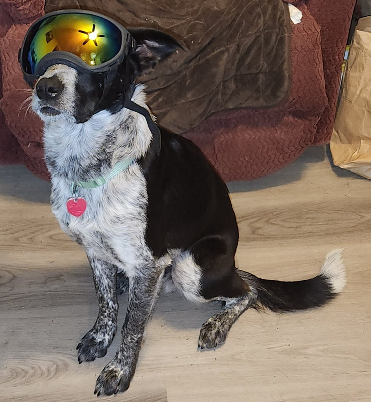 Tolya, a black and white speckled dog, sitting in Team K9 Dog Goggles