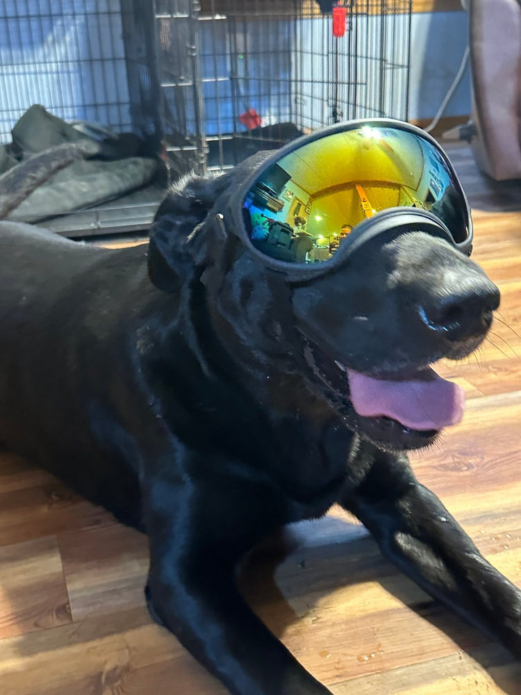 A black Labrador lying on a floor in Team K9 Dog Goggles, tongue out