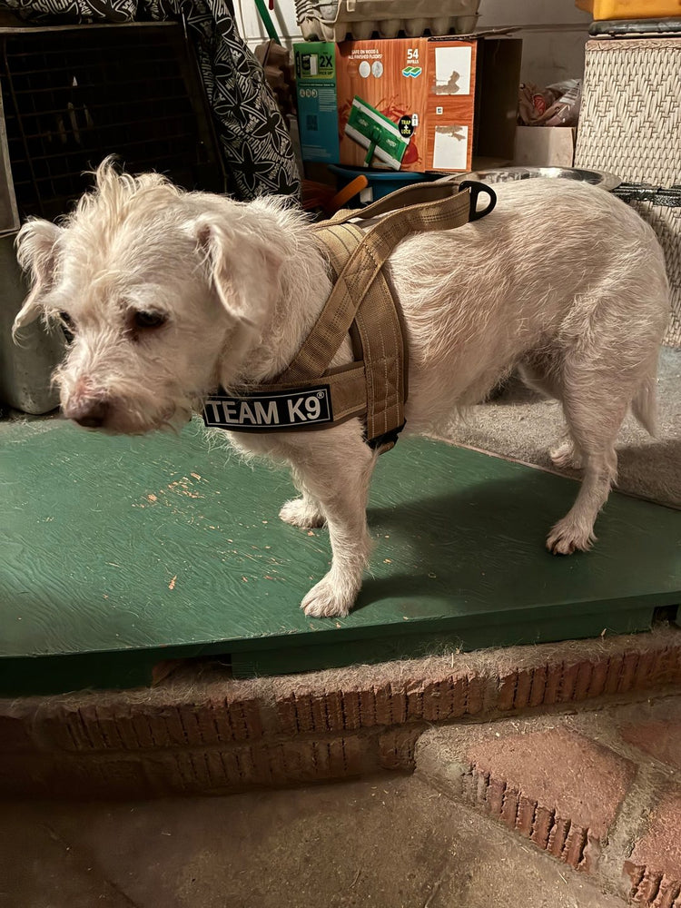 A small white rescue dog standing on a step in a tan Team K9 Lightweight Harness with a Team K9 patch